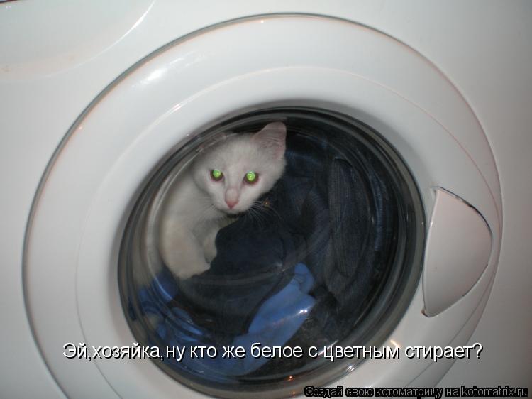 Эй,хозяйка,ну кто же белое с цветным стирает?... Котоматрица: Эй,хозяйка,ну кто же белое с цветным стирает?