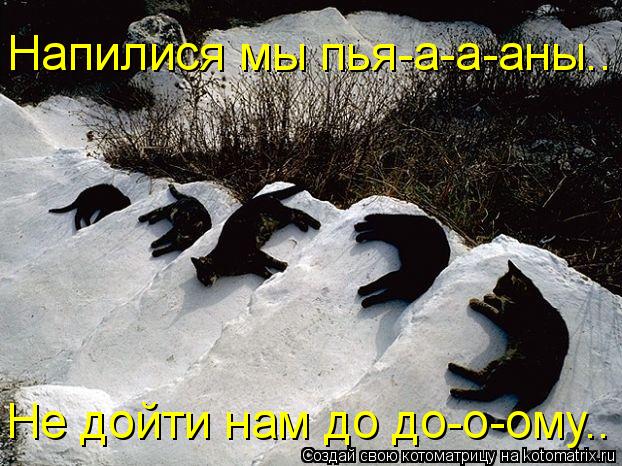 Напилися мы пья-а-а-аны.. Не дойти нам до до-о-ому..... Котоматрица: Напилися мы пья-а-а-аны.. Не дойти нам до до-о-ому..