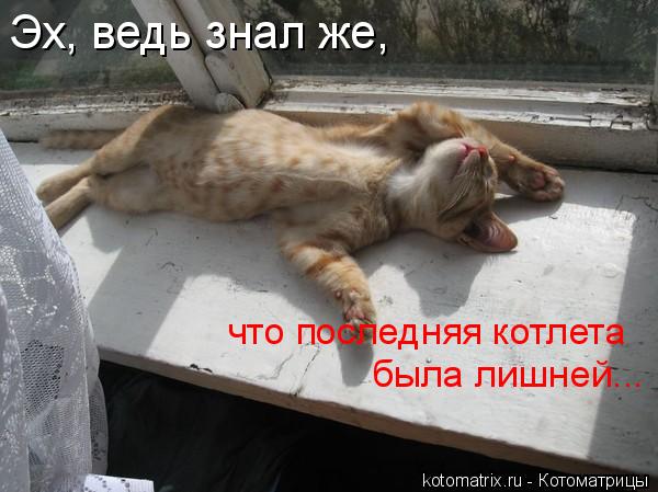 Эх, ведь знал же, что последняя котлета была лишней...... Котоматрица: Эх, ведь знал же, что последняя котлета была лишней...