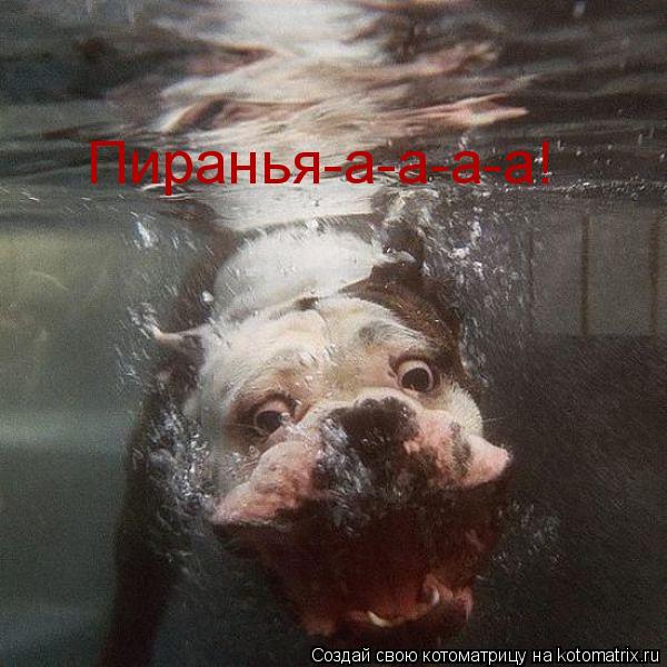 Пиранья-а-а-а-а!... Котоматрица: Пиранья-а-а-а-а!
