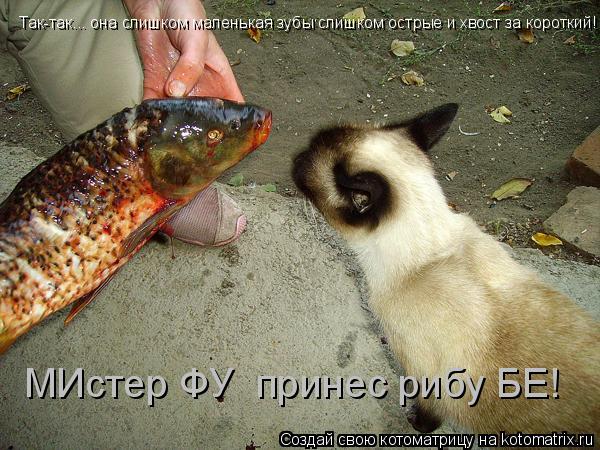 Так-так... она слишком маленькая зубы слишком острые и хвост за короткий! МИстер ФУ принес рибу БЕ!... Котоматрица: Так-так... она слишком маленькая зубы слишком острые и хвост за короткий! МИстер ФУ принес рибу БЕ!