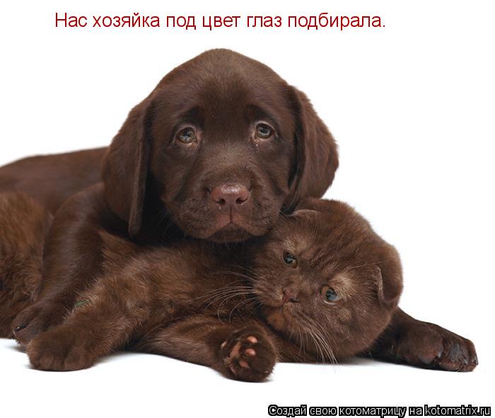Нас хозяйка под цвет глаз подбирала.... Котоматрица: Нас хозяйка под цвет глаз подбирала.