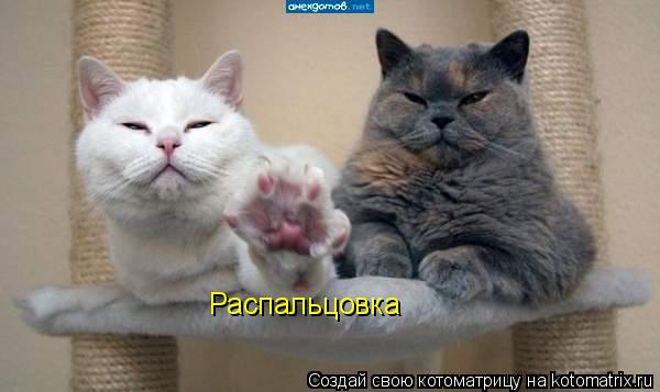 Распальцовка... Котоматрица: Распальцовка
