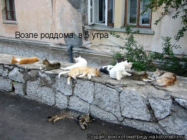 Возле роддома, в 5 утра... Котоматрица: Возле роддома, в 5 утра