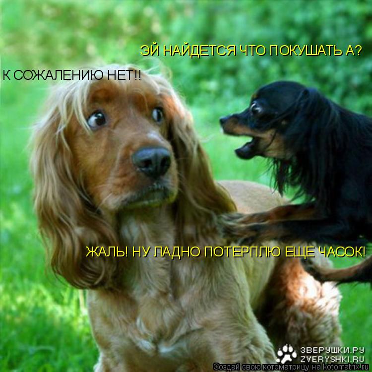 ЭЙ НАЙДЕТСЯ ЧТО ПОКУШАТЬ А? К СОЖАЛЕНИЮ НЕТ!! ЖАЛЬ! НУ ЛАДНО ПОТЕРПЛЮ ЕЩЕ ЧАСОК!... Котоматрица: ЭЙ НАЙДЕТСЯ ЧТО ПОКУШАТЬ А? К СОЖАЛЕНИЮ НЕТ!! ЖАЛЬ! НУ ЛАДНО ПОТЕРПЛЮ ЕЩЕ ЧАСОК!