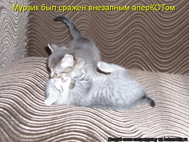 Мурзик был сражен внезапным аперКОТом... Котоматрица: Мурзик был сражен внезапным аперКОТом