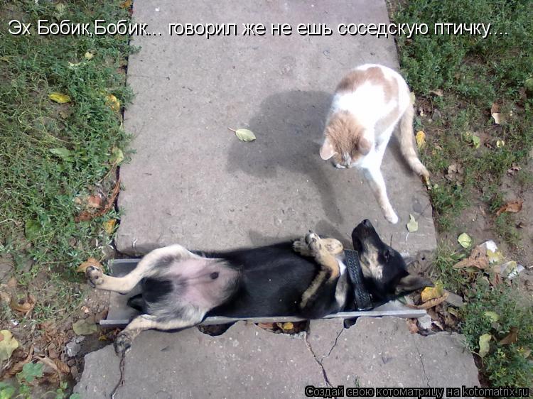 Эх Бобик,Бобик... говорил же не ешь соседскую птичку....... Котоматрица: Эх Бобик,Бобик... говорил же не ешь соседскую птичку....