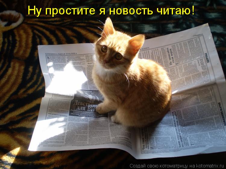 Ну простите я новость читаю!... Котоматрица: Ну простите я новость читаю!
