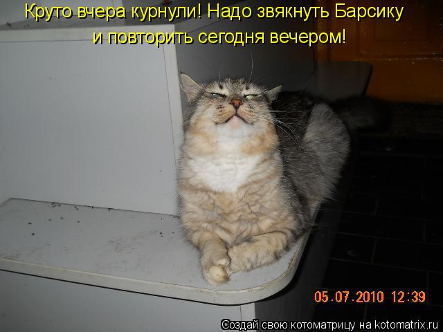 Круто вчера курнули! Надо звякнуть Барсику и повторить сегодня вечером!... Котоматрица: Круто вчера курнули! Надо звякнуть Барсику и повторить сегодня вечером!