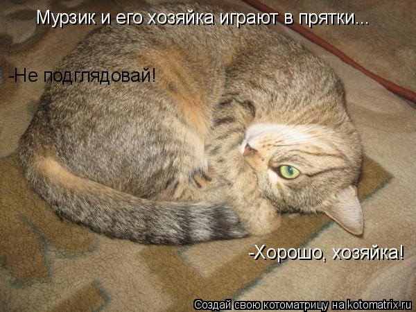 Котоматрица: Мурзик и его хозяйка играют в прятки... -Не подглядовай! -Хорошо, хозяйка!