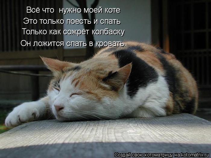 Котоматрица: Всё что  нужно моей коте Это только поесть и спать Только как сожрёт колбаску Он ложится спать в кровать.