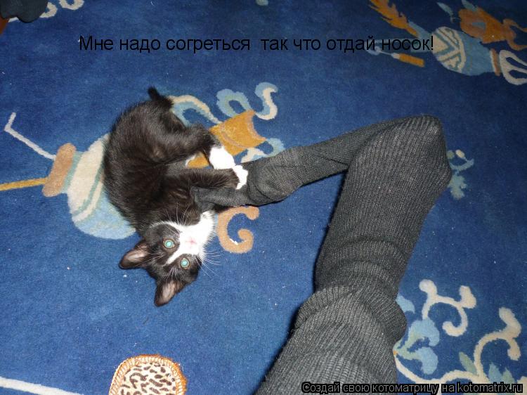 Мне надо согреться так что отдай носок!... Котоматрица: Мне надо согреться так что отдай носок!