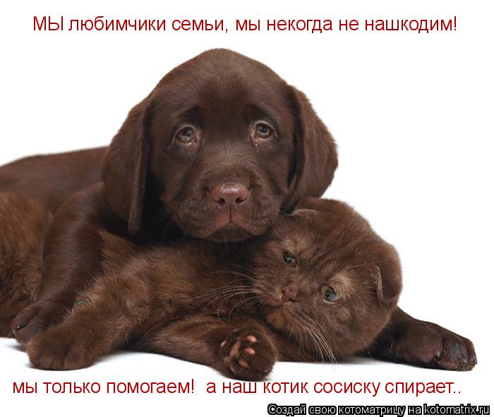 МЫ любимчики семьи, мы некогда не нашкодим! мы только помогаем! а наш котик сосиску спирает..... Котоматрица: МЫ любимчики семьи, мы некогда не нашкодим! мы только помогаем! а наш котик сосиску спирает..