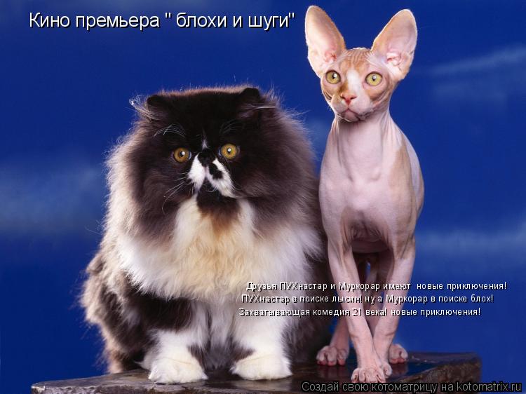 Кино премьера " блохи и шуги" Друзья ПУХнастар и Муркорар имеют новые приключения! ПУХнастар в поиск... Котоматрица: Кино премьера " блохи и шуги" Друзья ПУХнастар и Муркорар имеют новые приключения! ПУХнастар в поиске лысин! ну а Муркорар в поиске блох! За