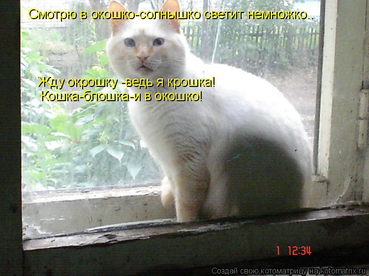 Смотрю в окошко-солнышко светит немножко.. Жду окрошку -ведь я крошка! Кошка-блошка-и в окошко!... Котоматрица: Смотрю в окошко-солнышко светит немножко.. Жду окрошку -ведь я крошка! Кошка-блошка-и в окошко!