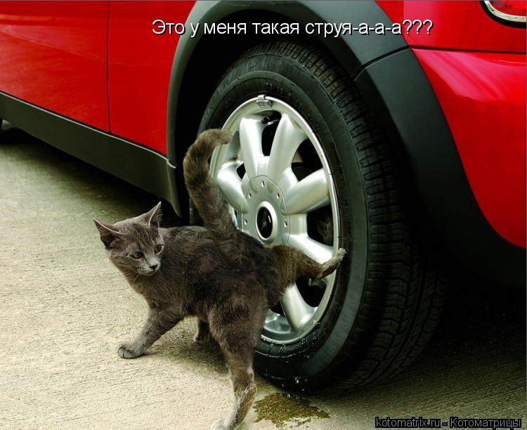 Это у меня такая струя-а-а-а???... Котоматрица: Это у меня такая струя-а-а-а???