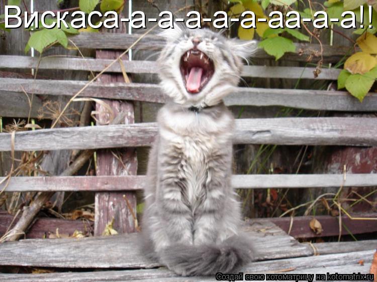 Вискаса-а-а-а-а-а-аа-а-а!!!!!!!!!... Котоматрица: Вискаса-а-а-а-а-а-аа-а-а!!!!!!!!!