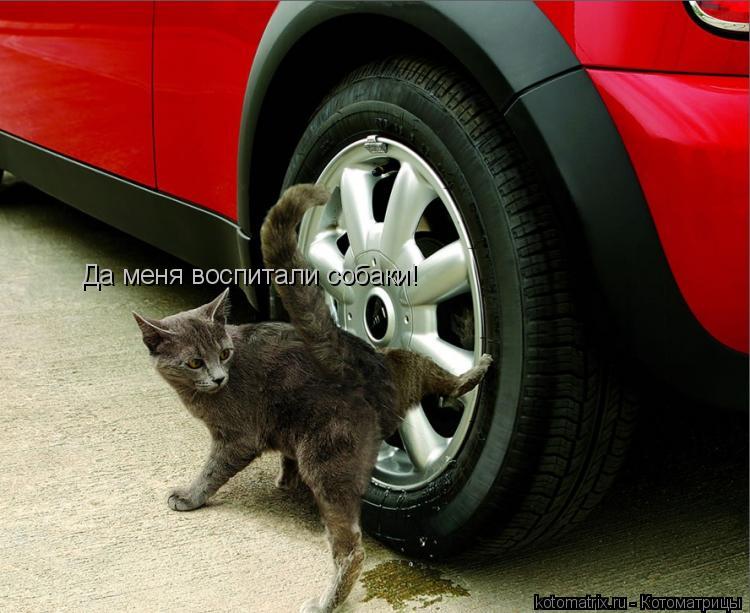 Да меня воспитали собаки!... Котоматрица: Да меня воспитали собаки!