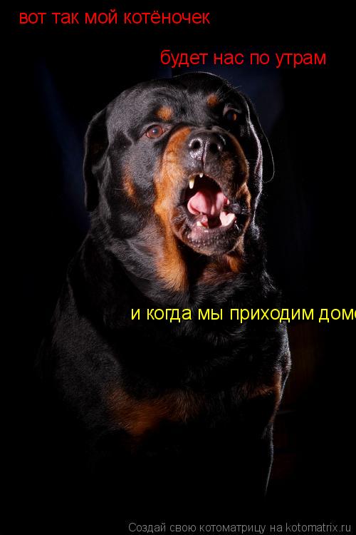 вот так мой котёночек будет нас по утрам и когда мы приходим домой... Котоматрица: вот так мой котёночек будет нас по утрам и когда мы приходим домой