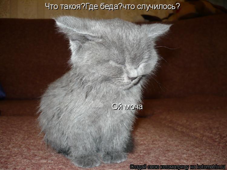 Что такоя?Где беда?что случилось? Ой моча... Котоматрица: Что такоя?Где беда?что случилось? Ой моча