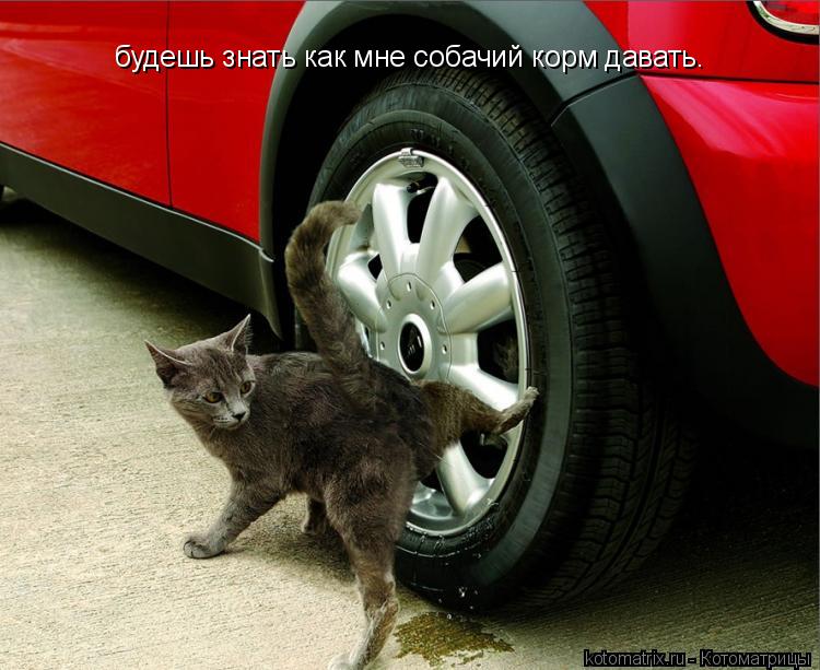 будешь знать как мне собачий корм давать.... Котоматрица: будешь знать как мне собачий корм давать.