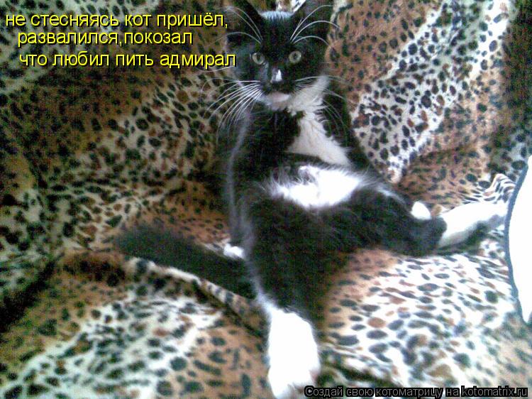 не стесняясь кот пришёл, развалился,покозал что любил пить адмирал... Котоматрица: не стесняясь кот пришёл, развалился,покозал что любил пить адмирал