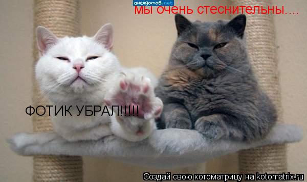 мы очень стеснительны.... ФОТИК УБРАЛ!!!!!... Котоматрица: мы очень стеснительны.... ФОТИК УБРАЛ!!!!!