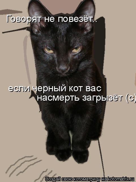 Текст песни черный кот
