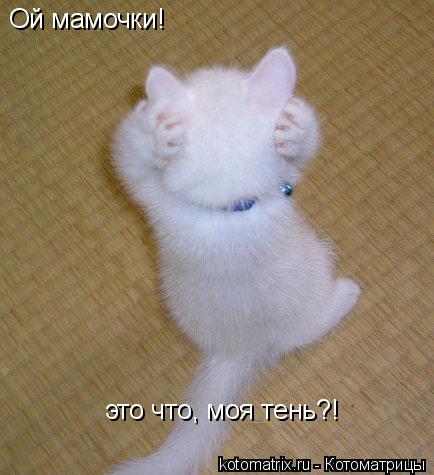 Ой мамочки! это что, моя тень?!... Котоматрица: Ой мамочки! это что, моя тень?!