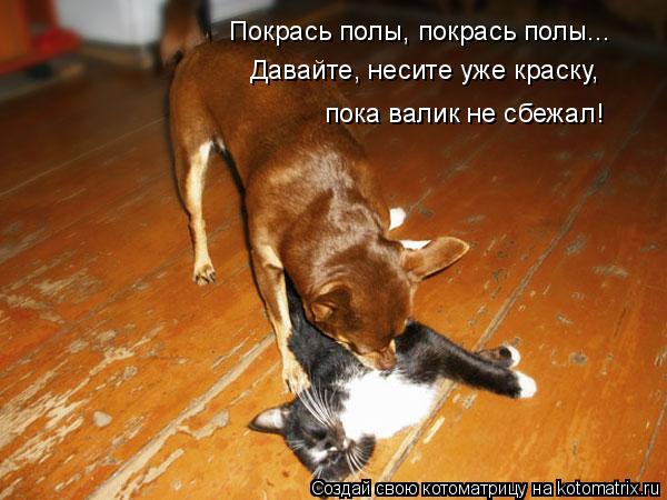 Покрась полы, покрась полы... Давайте, несите уже краску, пока валик не сбежал!... Котоматрица: Покрась полы, покрась полы... Давайте, несите уже краску, пока валик не сбежал!