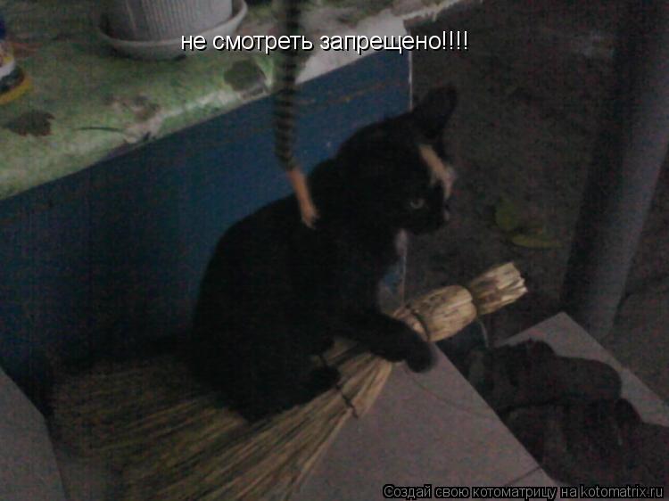 не смотреть запрещено!!!!... Котоматрица: не смотреть запрещено!!!!