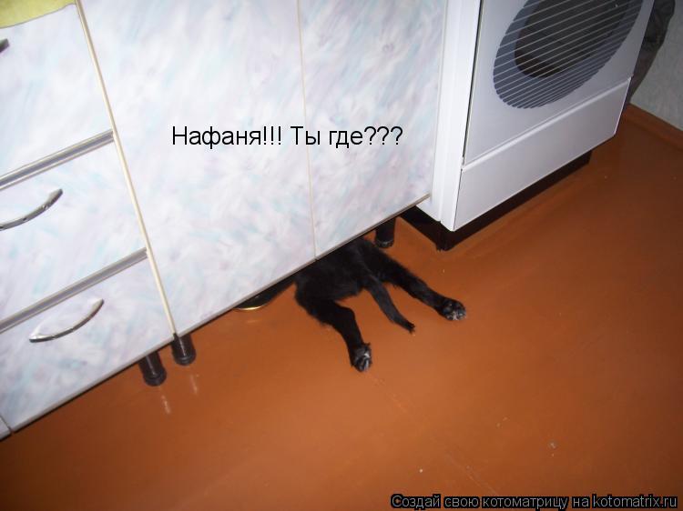 Нафаня!!! Ты где???... Котоматрица: Нафаня!!! Ты где???