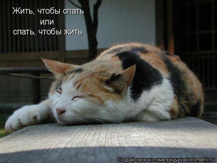 Жить, чтобы спать или спать, чтобы жить... Котоматрица: Жить, чтобы спать или спать, чтобы жить