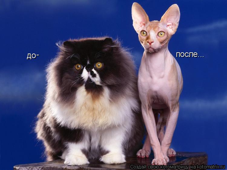 до после... -... Котоматрица: до после... -
