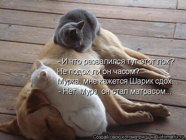 - И что развалился тут этот лох? Не подох ли он часом? Мурка, мне кажется Шарик сдох... - Нет, Мурз, ... Котоматрица: - И что развалился тут этот лох? Не подох ли он часом? Мурка, мне кажется Шарик сдох... - Нет, Мурз, он стал матрасом...