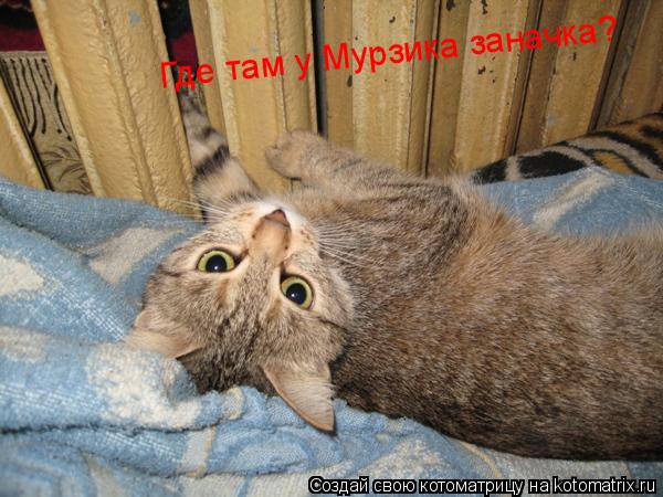 Где там у Мурзика заначка?... Котоматрица: Где там у Мурзика заначка?