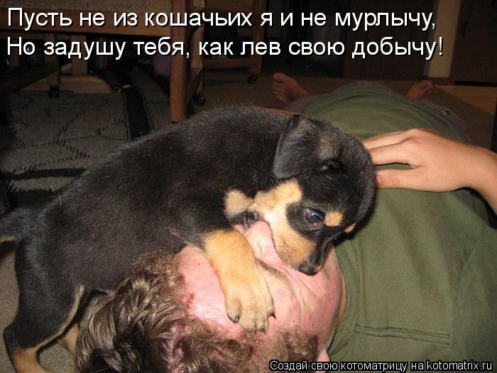 Пусть не из кошачьих я и не мурлычу, Но задушу тебя, как лев свою добычу!... Котоматрица: Пусть не из кошачьих я и не мурлычу, Но задушу тебя, как лев свою добычу!