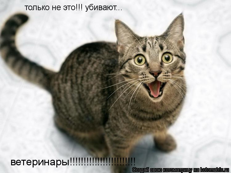 только не это!!! убивают... ветеринары!!!!!!!!!!!!!!!!!!!!!!!!... Котоматрица: только не это!!! убивают... ветеринары!!!!!!!!!!!!!!!!!!!!!!!!