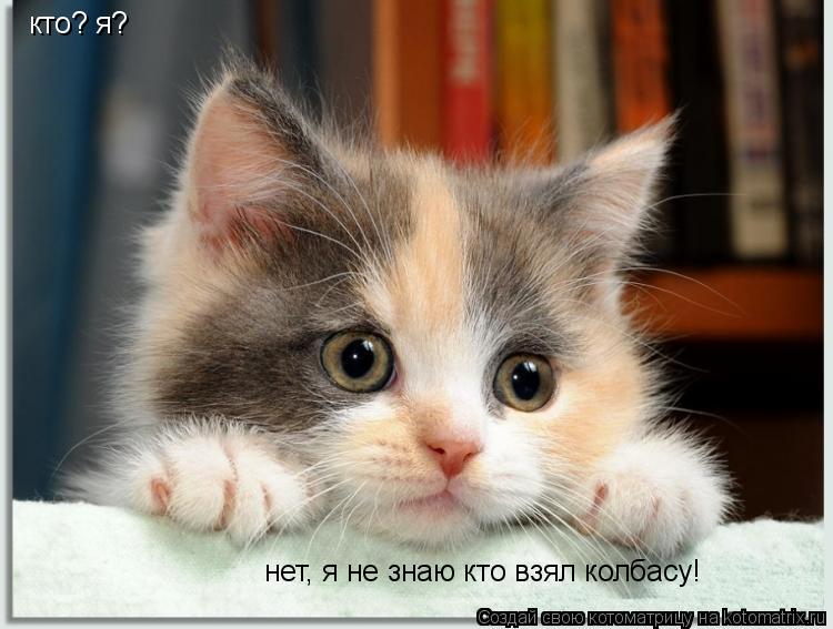 кто? я? нет, я не знаю кто взял колбасу!... Котоматрица: кто? я? нет, я не знаю кто взял колбасу!