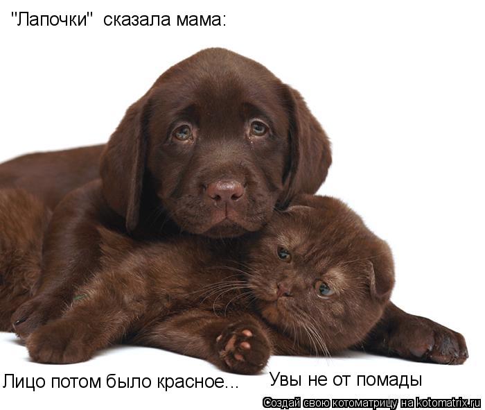 "Лапочки" сказала мама: Лицо потом было красное... Увы не от помады... Котоматрица: "Лапочки" сказала мама: Лицо потом было красное... Увы не от помады