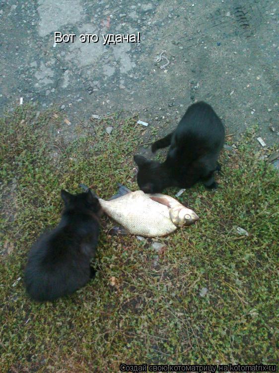 Вот это удача!... Котоматрица: Вот это удача!