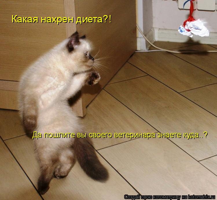 Какая нахрен диета?! Да пошлите вы своего ветеринара знаете куда..?... Котоматрица: Какая нахрен диета?! Да пошлите вы своего ветеринара знаете куда..?
