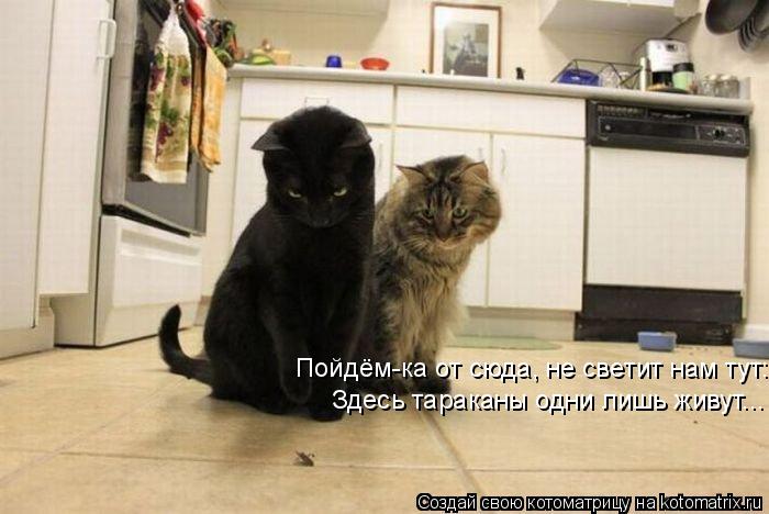 Пойдём-ка от сюда, не светит нам тут: Здесь тараканы одни лишь живут...... Котоматрица: Пойдём-ка от сюда, не светит нам тут: Здесь тараканы одни лишь живут...