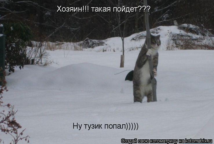 Хозяин!!! такая пойдет??? Ну тузик попал)))))... Котоматрица: Хозяин!!! такая пойдет??? Ну тузик попал)))))