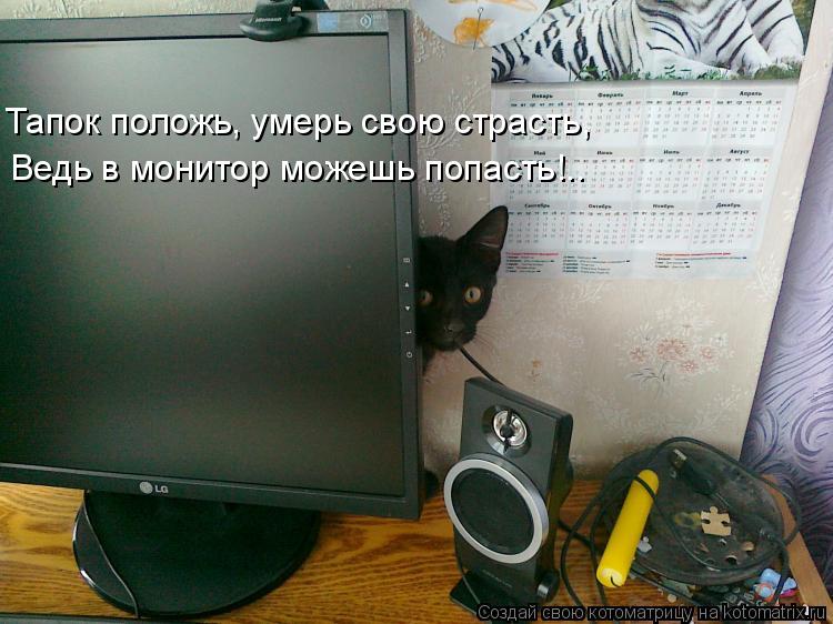 Ведь в монитор можешь попасть!.. Тапок положь, умерь свою страсть,... Котоматрица: Ведь в монитор можешь попасть!.. Тапок положь, умерь свою страсть,
