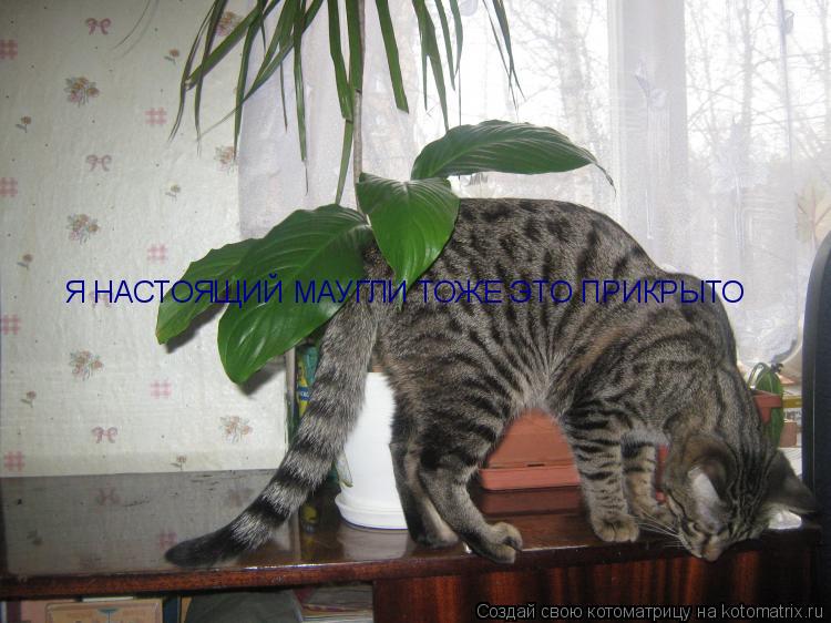 Я НАСТОЯЩИЙ МАУГЛИ ТОЖЕ ЭТО ПРИКРЫТО... Котоматрица: Я НАСТОЯЩИЙ МАУГЛИ ТОЖЕ ЭТО ПРИКРЫТО