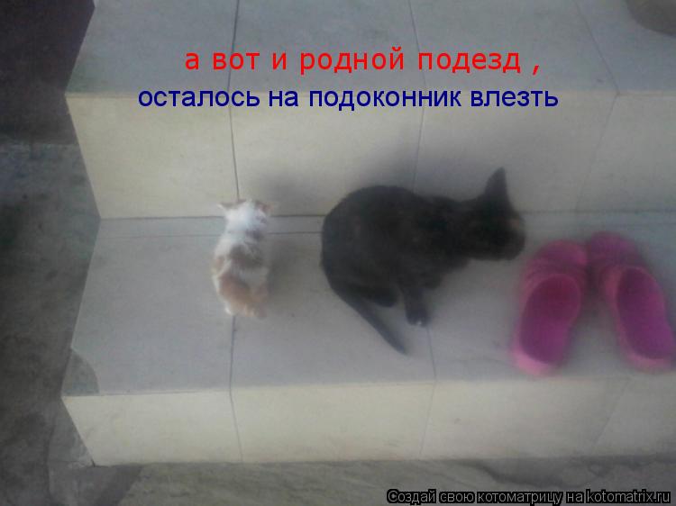 а вот и родной подезд , осталось на подоконник влезть... Котоматрица: а вот и родной подезд , осталось на подоконник влезть