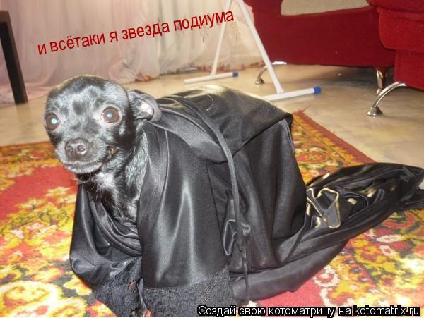и всётаки я звезда подиума... Котоматрица: и всётаки я звезда подиума