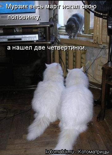 Мурзик весь март искал свою половинку, а нашел две четвертинки.... Котоматрица: Мурзик весь март искал свою половинку, а нашел две четвертинки.