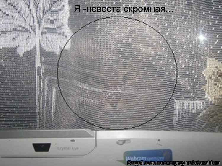 Я -невеста скромная...... Котоматрица: Я -невеста скромная...
